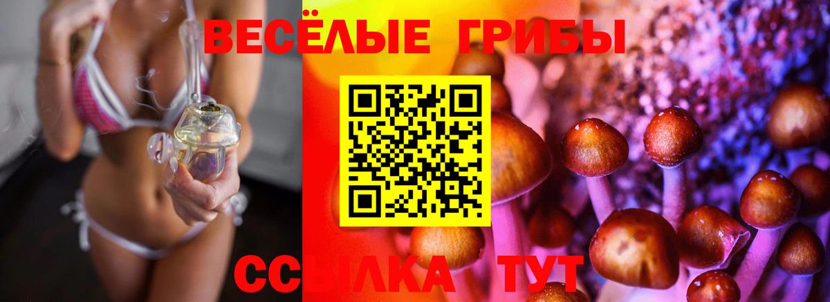 Псилоцибиновые грибы Cubensis  Вход с VPN  где купить наркоту  Бердск 